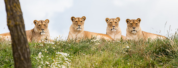 Image showing Four female lions