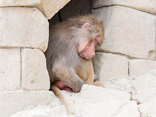 Image showing Adult female baboon sleeping