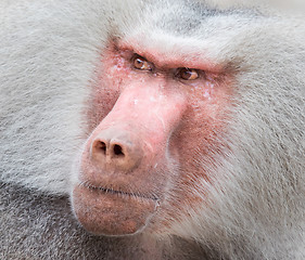 Image showing Close up portrait of male hamadryas baboon