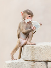 Image showing Baby baboon learning to eat through play