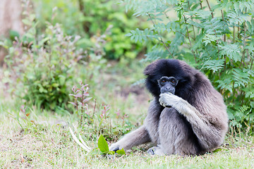 Image showing Adult white handed gibbon