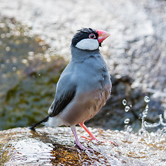 Image showing Java sparrow (Lonchura oryzivora)