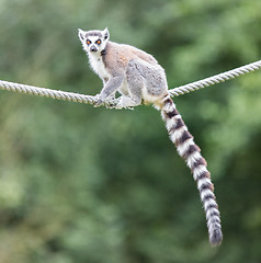 Image showing Ring-tailed lemur (Lemur catta) 