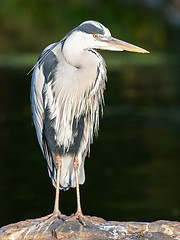 Image showing Great Blue Heron standing quietly