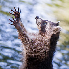 Image showing Racoon begging for food