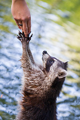 Image showing Racoon begging for food