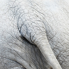 Image showing Skin and tail of African elephant