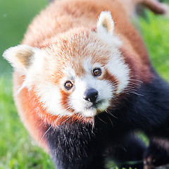 Image showing The Red Panda, Firefox or Lesser Panda