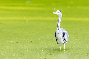 Image showing Great blue heron