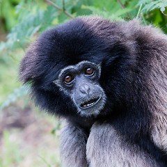 Image showing Adult white handed gibbon