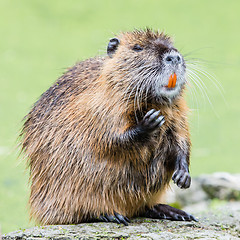 Image showing Myocastor coypus, single mammal