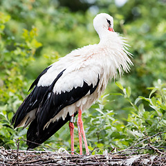 Image showing Two adult storks