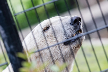 Image showing Polar bear behind a black fence