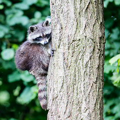 Image showing Racoon climbing a tree
