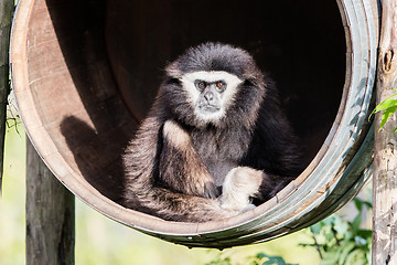 Image showing White handed gibbon sitting in a barrel