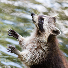Image showing Adult raccoon begging