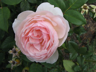 Image showing pink rose