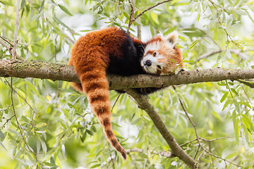 Image showing Red Panda, Firefox or Lesser Panda 