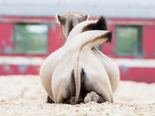 Image showing Brown came from behind