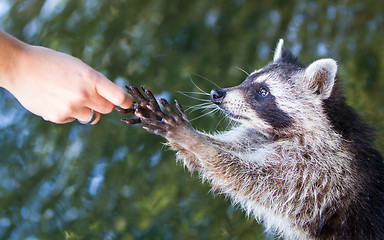 Image showing Racoon begging for food