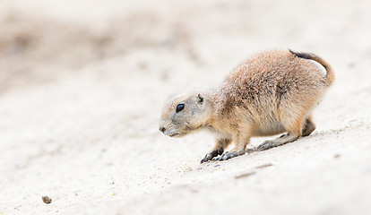 Image showing Black-Tailed prairie dog in it\'s natural habitat