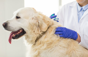 Image showing close up of vet making vaccine to dog at clinic