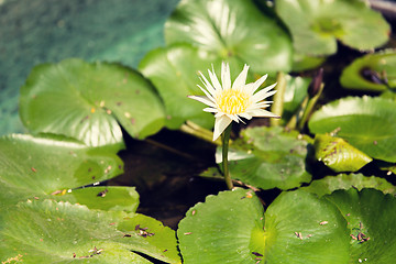 Image showing white water lily in pond