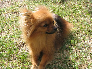 Image showing dog