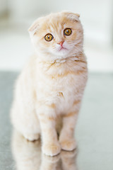 Image showing close up of scottish fold kitten