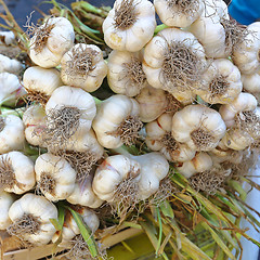 Image showing Garlic