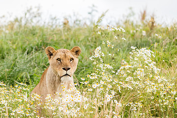 Image showing Single female lion