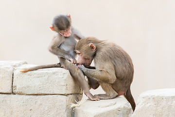 Image showing Baby baboon sitting on the rocks