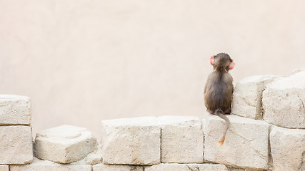 Image showing Baby baboon sitting on the rocks