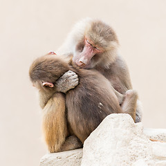 Image showing Baboon mother and her little one