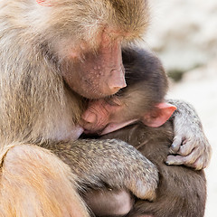 Image showing Baboon mother and her little one