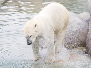 Image showing Close-up of a polarbear (icebear)