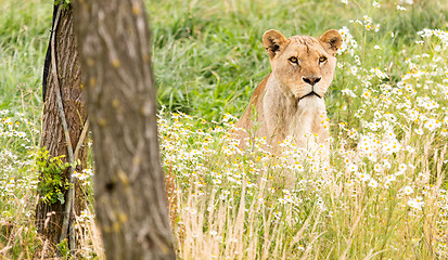 Image showing Single female lion