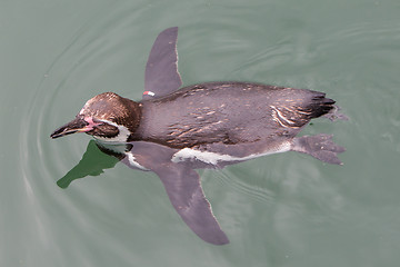 Image showing Humboldt penguin