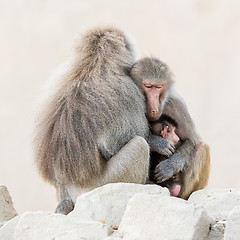 Image showing Family of baboons sitting very close together