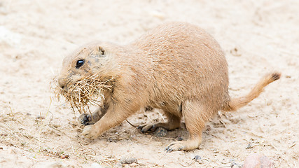 Image showing Black-Tailed prairie dog in it\'s natural habitat