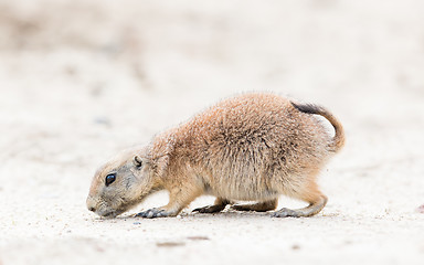 Image showing Black-Tailed prairie dog in it\'s natural habitat