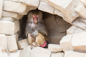 Image showing Adult female baboon resting