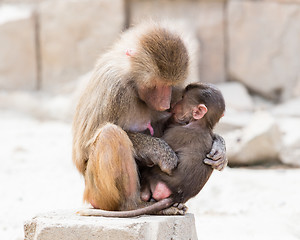 Image showing Baboon mother and her little one