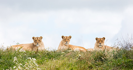 Image showing Three female lions