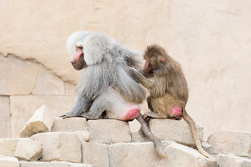 Image showing Monkey grooming another monkey