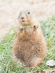 Image showing Black-Tailed prairie dog in it\'s natural habitat