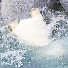 Image showing Close-up of a polarbear (icebear) jumping in the water