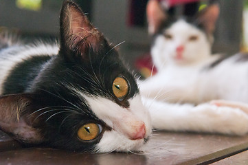 Image showing Black-white kitten