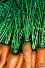 Image showing Fresh carrots bunch