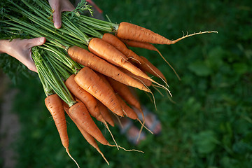 Image showing Female hands holding fresh carrots